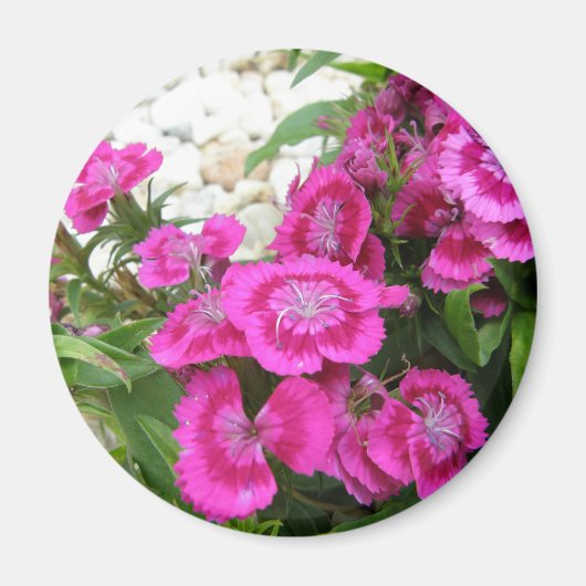 Aimant Dianthus rose/Sweet William (Devant)