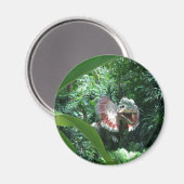Aimant Dilophosaurus Dinosaur dans le désert (Recto/Verso)