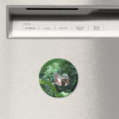 Aimant Dilophosaurus Dinosaur dans le désert (In Situ (Lave-vaisselle))