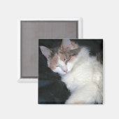 Aimant Diluer Calico Kitten Dormir (Recto/Verso)