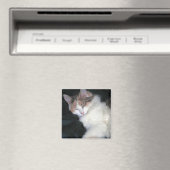 Aimant Diluer Calico Kitten Dormir (In Situ (Lave-vaisselle))