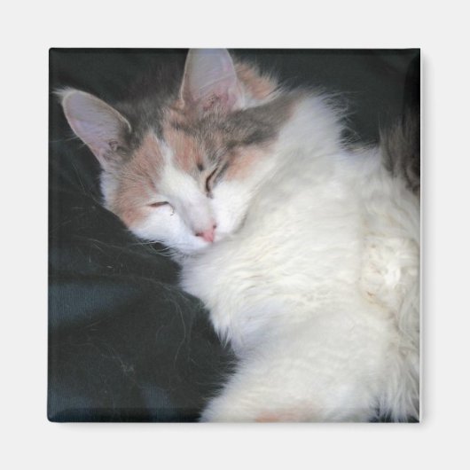 Aimant Diluer Calico Kitten Dormir (Devant)