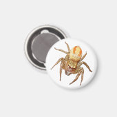 Aimant Dimorphic Jumping Spider (Maevia inclemens) (Recto/Verso)