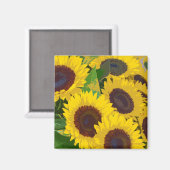 Aimant d'impression des tournesols jaunes (Recto/Verso)