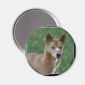 Aimant dingo_10x10 (Recto/Verso)
