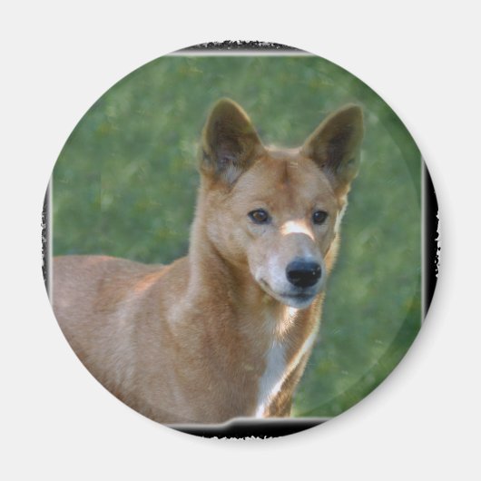 Aimant dingo_10x10 (Devant)