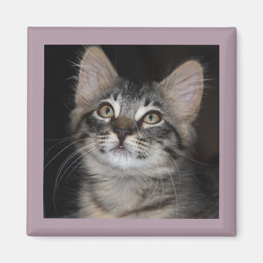 Aimant d'innocence de Kitten (Devant)