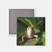 Aimant d'insectes de sauterelle égyptien (Recto/Verso)