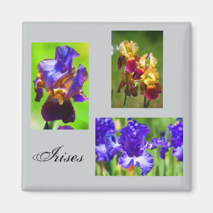 Aimant d'iris d'été