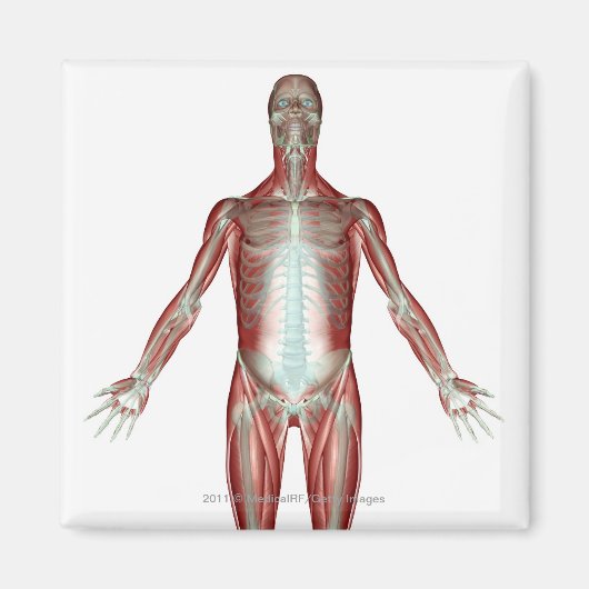 Aimant Disposition de tous les muscles du corps humain (Devant)