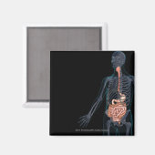 Aimant Disposition du système digestif humain (Recto/Verso)