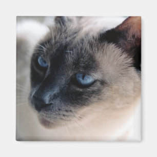Aimant distant de chat siamois