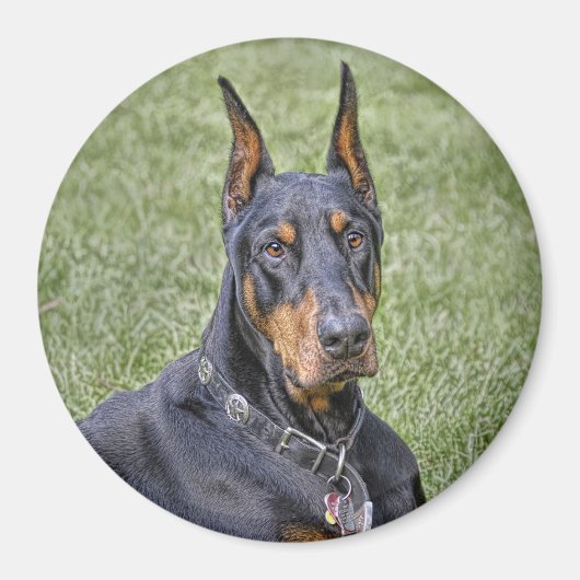 Aimant Doberman dans l'aimant en herbe (Devant)