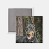 Aimant Doberman dans l'aimant forestier (Recto/Verso)