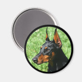 aimant doberman pinscher (Recto/Verso)