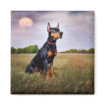 Doberman Pinscher