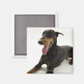 Aimant Doberman Pinscher 2 (Recto/Verso)