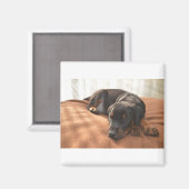 Aimant doberman-pinscher-chiot (Recto/Verso)