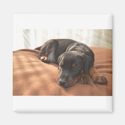 Aimant doberman-pinscher-chiot (Devant)