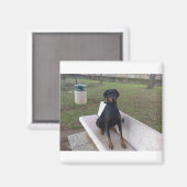 Aimant doberman pinting (Recto/Verso)