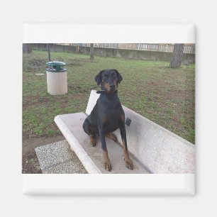 Aimant doberman pinting