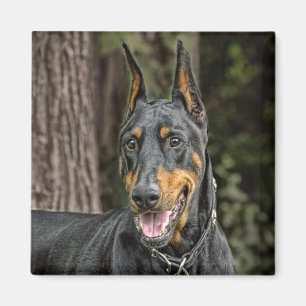 Aimant Dobermann dans l'aimant de forêt