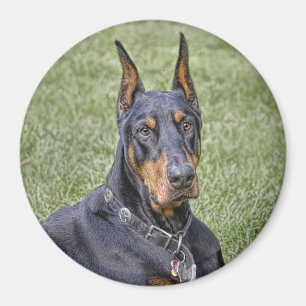 Aimant Dobermann dans l'aimant d'herbe