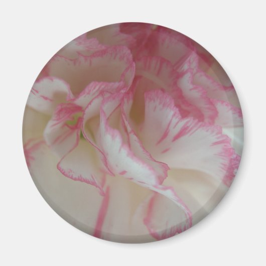 Aimant d'oeillet blanc et rose (Devant)