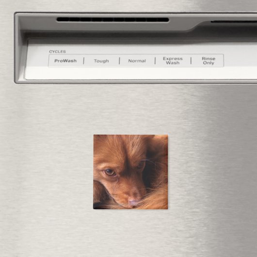 Aimant dog (In Situ (Lave-vaisselle))