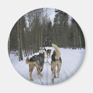 Aimant Dog Sledding à Québec, Canada