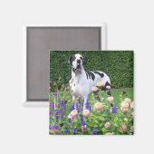 Aimant Dogge allemand, Great Dane, chiens, Dogue Allemand (Recto/Verso)