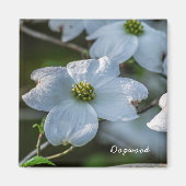 Aimant Dogwood (Devant)