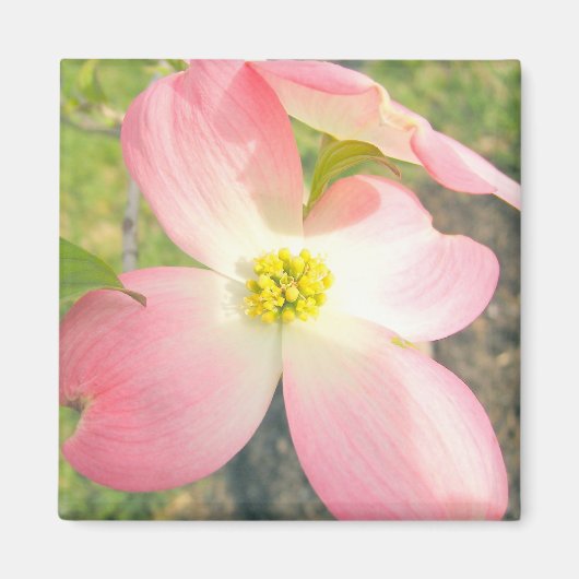 Aimant Dogwood rose (Devant)