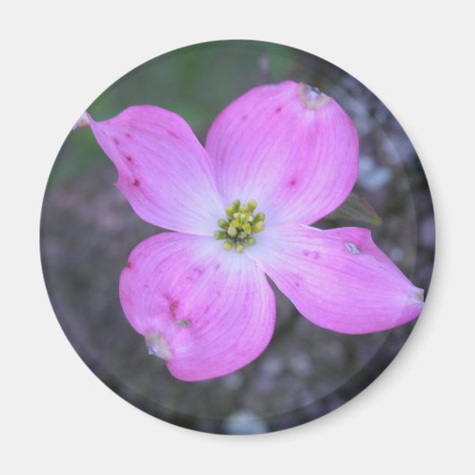 Aimant Dogwood rose (Devant)