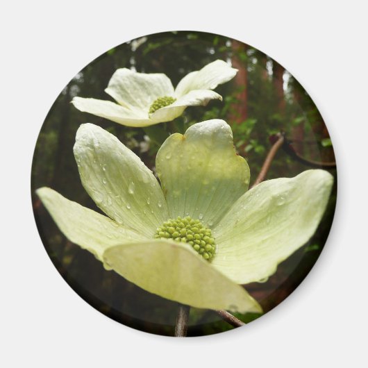 Aimant Dogwoods et séquoias dans le parc national Yosemit (Devant)
