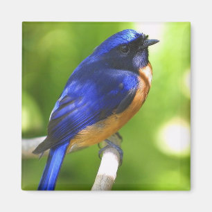 Aimant d'oiseau bleu