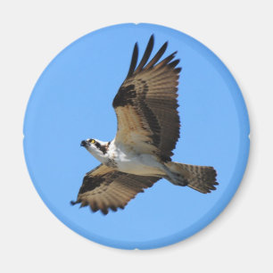 Aimant d'oiseau de balbuzard