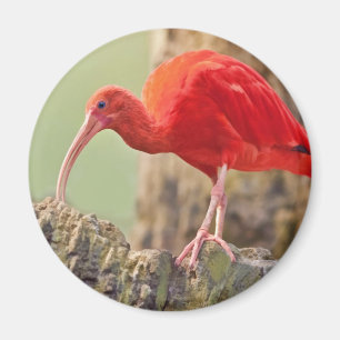 Aimant d'oiseau d'IBIS d'écarlate