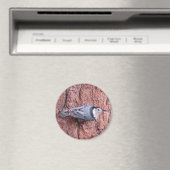 Aimant d'oiseau nuthatch blanc (In Situ (Lave-vaisselle))