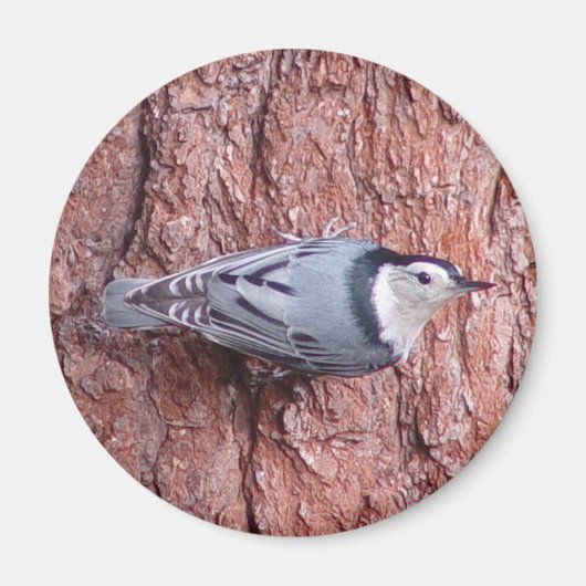 Aimant d'oiseau nuthatch blanc (Devant)