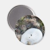 Aimant Dollar du sable dans le Fiji Reef à Low Tide (Recto/Verso)