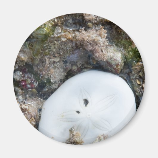 Aimant Dollar du sable dans un récif fidjien à basse maré (Devant)