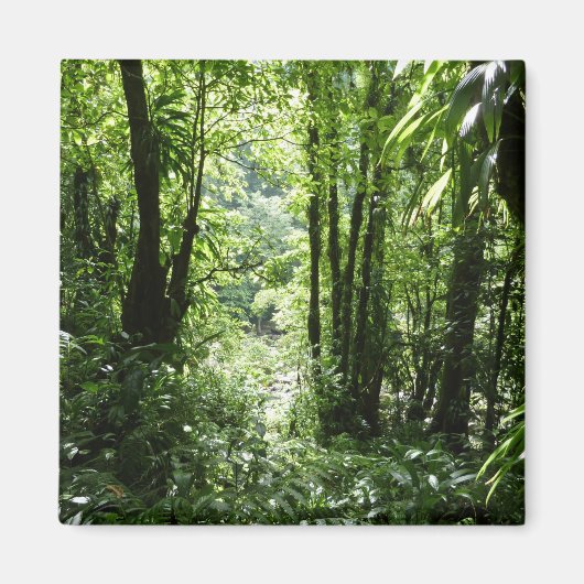 Aimant Dominicain Forêt de pluie II Vert tropical (Devant)