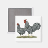 Aimant Dominique Chickens (Recto/Verso)