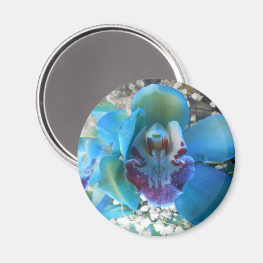 Aimant Donella (Recto/Verso)