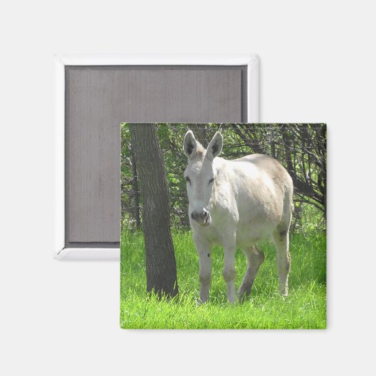 Aimant Donkey blanc doux par Tree Photography (Recto/Verso)