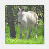 Aimant Donkey blanc doux par Tree Photography (Devant)
