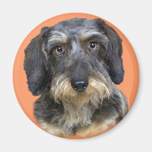 Aimant Dons Portrait de Dachshund