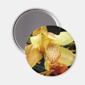 Aimant d'orchidée jaune pâle (Recto/Verso)