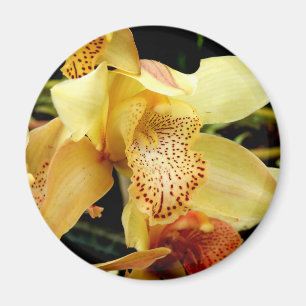 Aimant d'orchidée jaune pâle